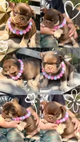 Destiny, a female French Bulldog for sale in Wellston, OK – 3 of 6