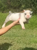 Daphne, a female American Bully for sale in Wellston, OK – 7 of 9