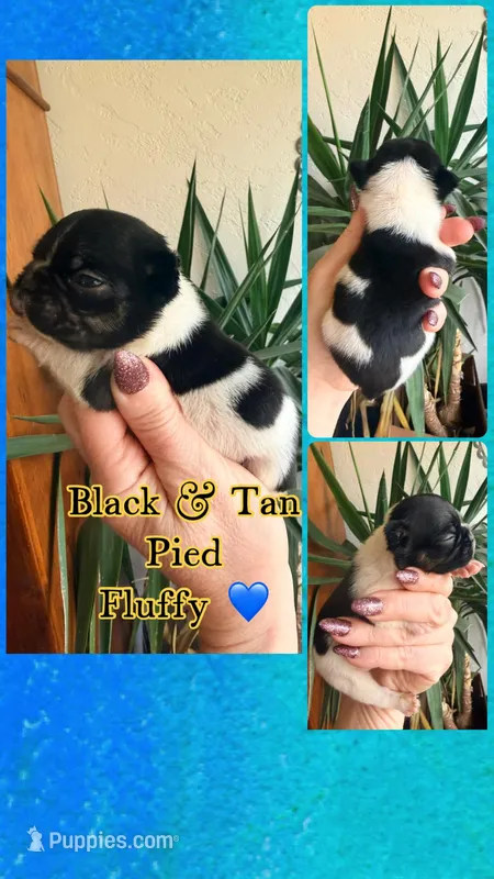 Pied fluffy boy  – French Bulldog puppy for sale in Wellston, OK