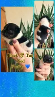 Pied fluffy boy , a male French Bulldog for sale in Wellston, OK – Photo 1 of 2