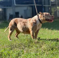 PeanutButter , a female American Bully for sale in Wellston, OK – Photo 3 of 3