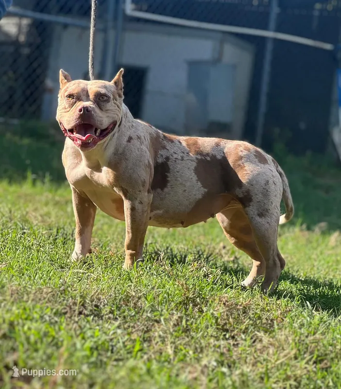 PeanutButter  – American Bully puppy for sale in Wellston, OK