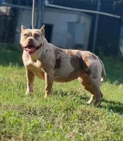 PeanutButter , a female American Bully for sale in Wellston, OK – Photo 1 of 3