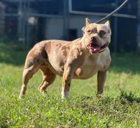 PeanutButter , a female American Bully for sale in Wellston, OK – Photo 2 of 3