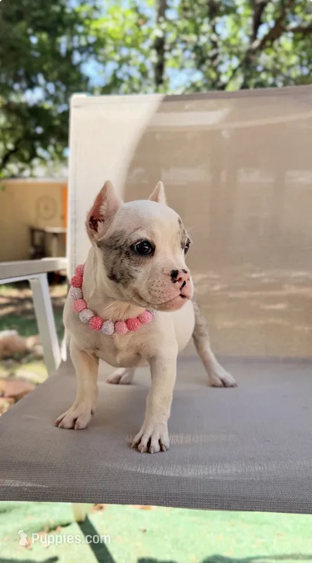 Daphne – American Bully puppy for sale in Wellston, OK