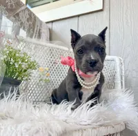 Minnie, a female American Bully for sale in Wellston, OK – 2 of 8