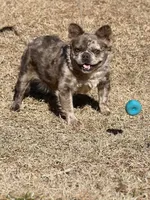 Natabo, a male French Bulldog for sale in Wellston, OK – 2 of 4