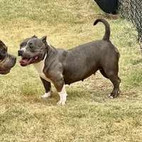 Lil Bit , a female American Bully for sale in Wellston, OK – Photo 4 of 4