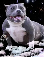 Lil Bit , a female American Bully for sale in Wellston, OK – Photo 2 of 4
