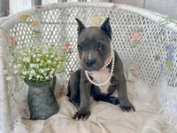 Minnie, a female American Bully for sale in Wellston, OK – 7 of 8