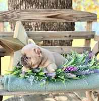 Gina, a female French Bulldog for sale in Wellston, OK – 7 of 7