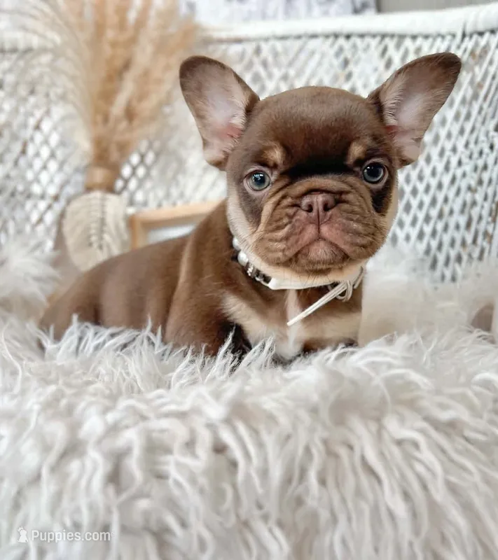 Destiny – French Bulldog puppy for sale in Wellston, OK