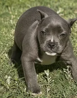Minnie, a female American Bully for sale in Wellston, OK – 6 of 10