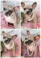 Primrose , a female French Bulldog for sale in Wellston, OK – 3 of 4
