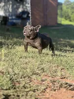 Blue Genie , a female French Bulldog for sale in Wellston, OK – 3 of 3