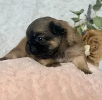 Goldie Fawn FLUFFY, a female French Bulldog for sale in Wellston, OK – 2 of 5