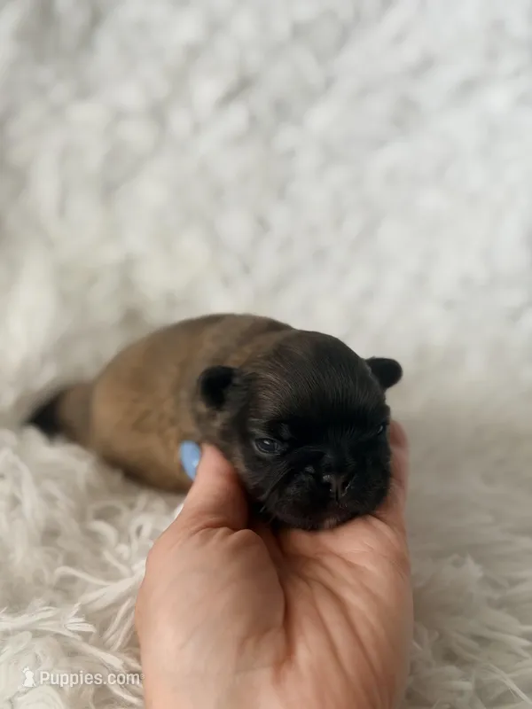Fawnna  – French Bulldog puppy for sale in Wellston, OK