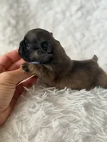 Fawnna , a female French Bulldog for sale in Wellston, OK – Photo 3 of 5