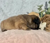Goldie Fawn FLUFFY, a female French Bulldog for sale in Wellston, OK – 4 of 5