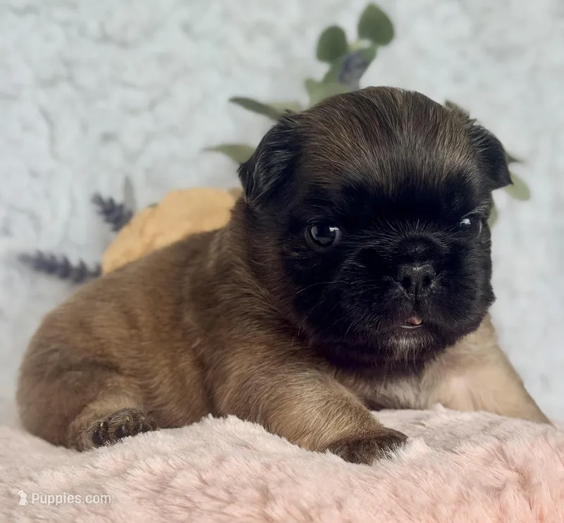 Goldie Fawn FLUFFY – French Bulldog puppy for sale in Wellston, OK