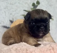 Goldie Fawn FLUFFY, a female French Bulldog for sale in Wellston, OK – 1 of 5