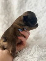 Fawnna , a female French Bulldog for sale in Wellston, OK – Photo 4 of 5