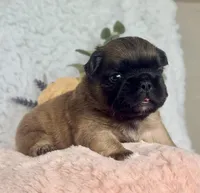 Goldie Fawn FLUFFY, a female French Bulldog for sale in Wellston, OK – 3 of 5