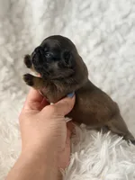 Fawnna , a female French Bulldog for sale in Wellston, OK – Photo 2 of 5