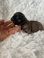 Fawnna , a female French Bulldog for sale in Wellston, OK – Photo 5 of 5