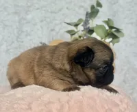 Goldie Fawn FLUFFY, a female French Bulldog for sale in Wellston, OK – 5 of 5