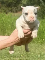 Daphne, a female American Bully for sale in Wellston, OK – 4 of 9