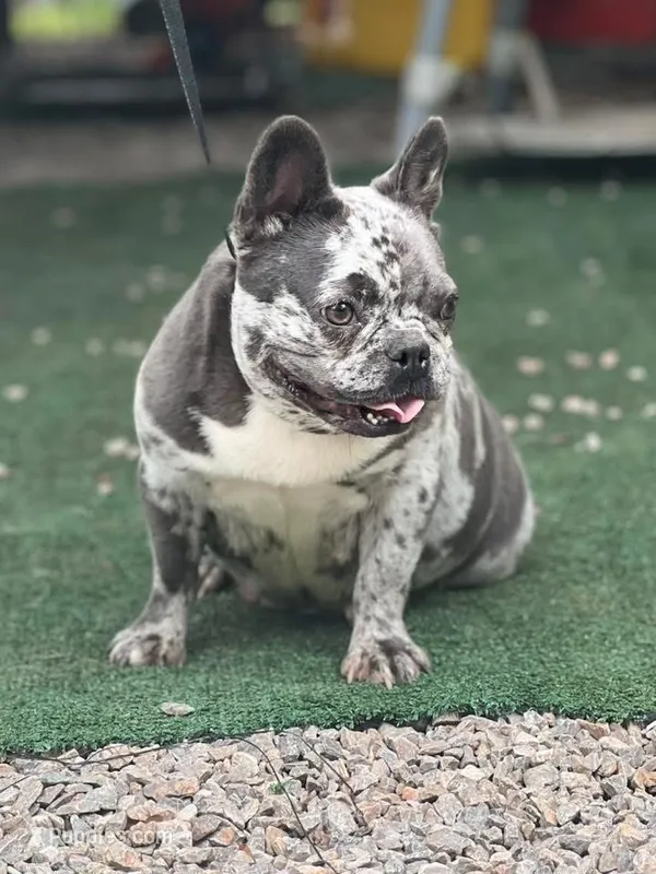 Glitzy  – French Bulldog puppy for sale in Wellston, OK
