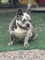 Glitzy , a female French Bulldog for sale in Wellston, OK – 1 of 6