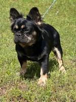 Luna, a female French Bulldog for sale in Wellston, OK – 1 of 6