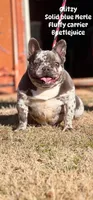 Glitzy , a female French Bulldog for sale in Wellston, OK – 2 of 6