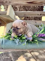Gina, a female French Bulldog for sale in Wellston, OK – 1 of 7