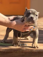 Mazzie , a male American Bully for sale in Wellston, OK – Photo 2 of 3