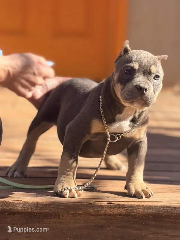 Mazzie , a male American Bully for sale in Wellston, OK – Photo 1 of 3