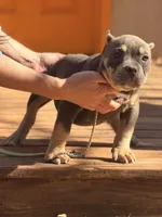 Mazzie , a male American Bully for sale in Wellston, OK – Photo 3 of 3