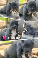 Minnie, a female American Bully for sale in Wellston, OK – 4 of 10