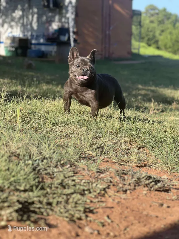 Blue Genie  – French Bulldog puppy for sale in Wellston, OK