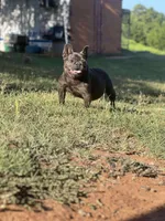 Blue Genie , a female French Bulldog for sale in Wellston, OK – 1 of 3