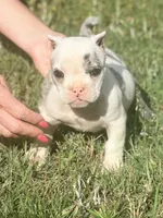 Daphne, a female American Bully for sale in Wellston, OK – 3 of 9