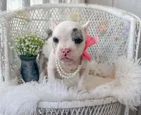 Daphne, a female American Bully for sale in Wellston, OK – 8 of 9