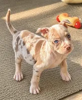 Dottie, a female American Bully for sale in Wellston, OK – 1 of 2