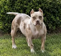 PeanutButter , a female American Bully for sale in Wellston, OK – 6 of 6