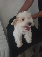 Snoopy, a male Maltipoo for sale in Stockton, CA – 5 of 8