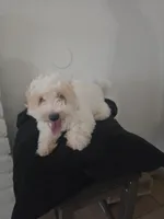 Snoopy, a male Maltipoo for sale in Stockton, CA – 3 of 8