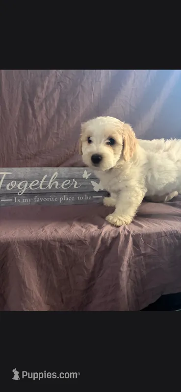 Benjamin – Maltipoo puppy for sale in Stockton, CA