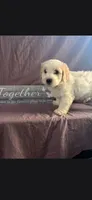 Benjamin, a male Maltipoo for sale in Stockton, CA – 1 of 1